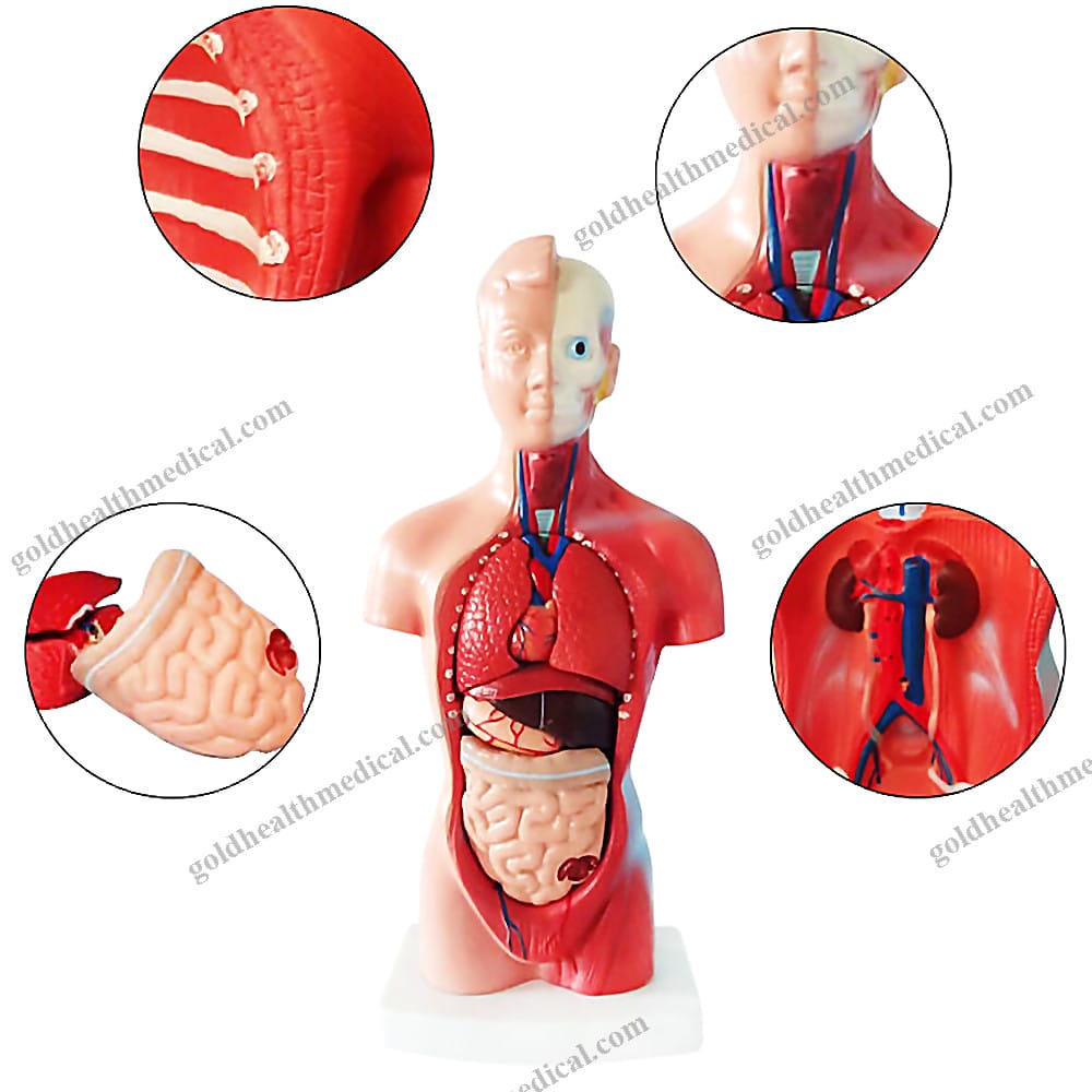 28cm Anatomy Human Torso Model 15 PCS for Medical