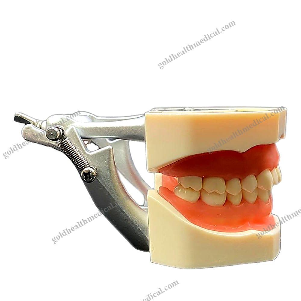 Dental Teaching Model Human Teeth Standard with 2832